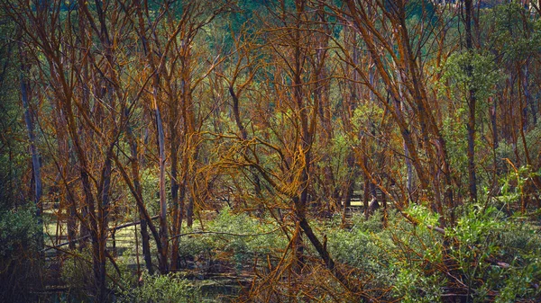 Sisli Orman Manzarası Ürkütücü Bir Ormanda Ölü Ağaçlar Bataklık Seçici — Stok fotoğraf