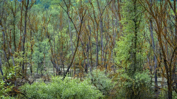 Misty forest landscape. Dead trees and swamp in a spooky forest. Selective focus included.
