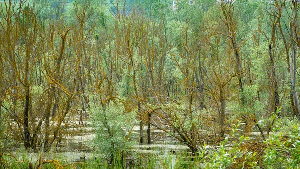Sisli Orman Manzarası Ürkütücü Bir Ormanda Ölü Ağaçlar Bataklık Seçici — Stok fotoğraf