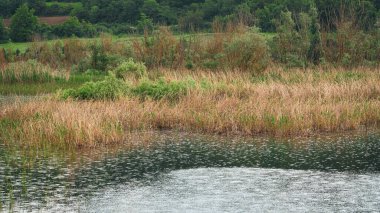 Ormandaki göl. Göl ve sazlıklar sade doğa manzarası. Göldeki yağmur damlaları. Seçici odak dahil