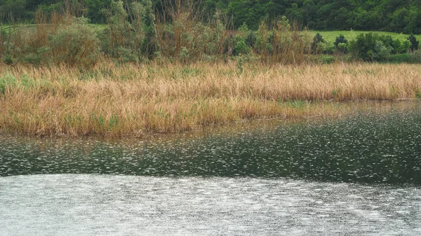 호수와 갈대의 이상적 풍경입니다 빗방울 있어요 선택의 초점을 포함하여 — 스톡 사진