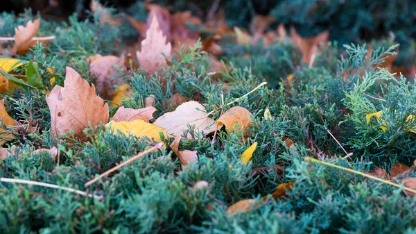 Осенние Листья Фона Выборочный Акцент Включен — стоковое фото