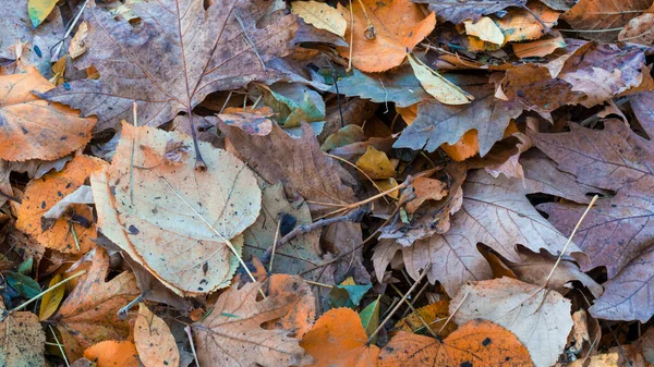 Осенние Листья Фона Выборочный Акцент Включен — стоковое фото