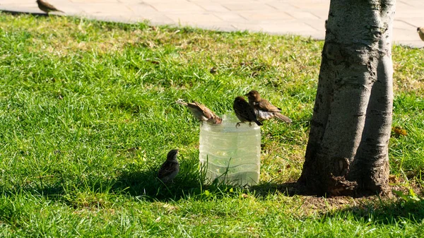 Sparrow Vogels Drinken Water Uit Plastic Container Tijdens Warme Zomerdagen — Stockfoto