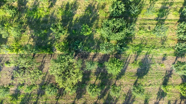 Campo Agricultura Árboles Frutales Tierras Agrícolas Vista Aérea Vista Del — Foto de Stock