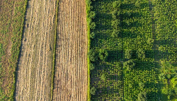 从空中俯瞰农田 种植前成排的土壤 农业概念鸟瞰 包括有选择的重点 无人机视图 — 图库照片