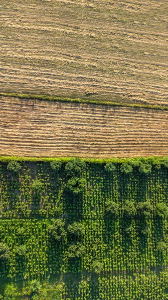 Vista Aérea Del Campo Agrícola Filas Tierra Antes Plantar Concepto — Foto de Stock