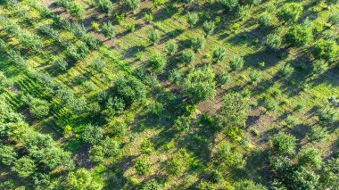 Hava manzaralı tarımsal alan. Tohum ekmeden önce sıra sıra toprak. Tarım kavramı hava görüşü. Seçici odaklanma dahil. Drone görünümü