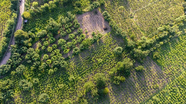 Вид Высоты Птичьего Полета Устойчивое Сельское Хозяйство Органическая Сельскохозяйственная Концепция — стоковое фото