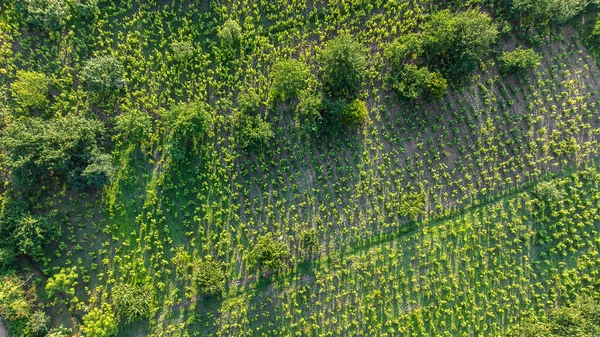 Agricultural Field Aerial View Sustainable Farming Organic Agriculture Concept Drone — Stock Photo, Image