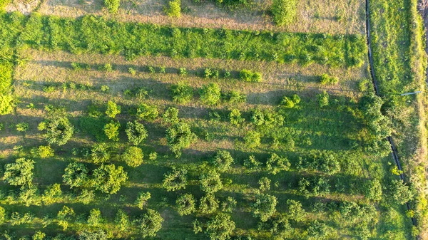 Αεροφωτογραφία Του Γεωργικού Τομέα Βιώσιμη Γεωργία Οργανική Γεωργία Έννοια Προβολή — Φωτογραφία Αρχείου