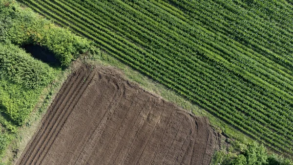 농작물을 수확할 준비가 농경지입니다 플랜테이션 토양이 줄지어 선택적 포함됩니다 — 스톡 사진