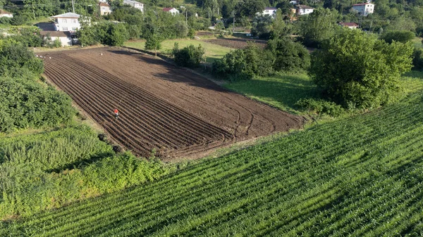 stock image Agricultural field aerial view. Agricultural field with grown products ready to harvest. Empty farmland with rows of soil before plantation. Selective focus included. Drone view