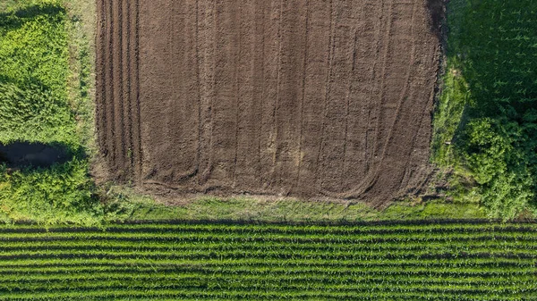 Αεροφωτογραφία Του Γεωργικού Τομέα Αγροτεμάχιο Καλλιεργούμενα Προϊόντα Έτοιμα Προς Συγκομιδή — Φωτογραφία Αρχείου