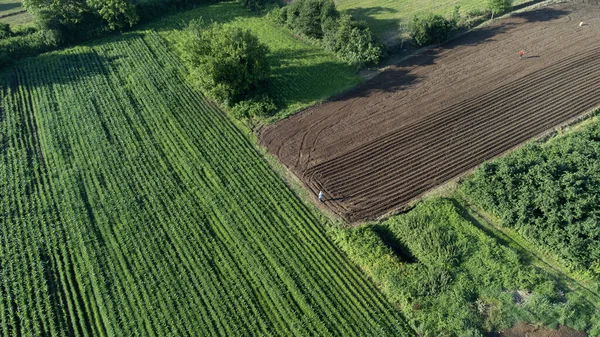 Αεροφωτογραφία Του Γεωργικού Τομέα Αγροτεμάχιο Καλλιεργούμενα Προϊόντα Έτοιμα Προς Συγκομιδή — Φωτογραφία Αρχείου