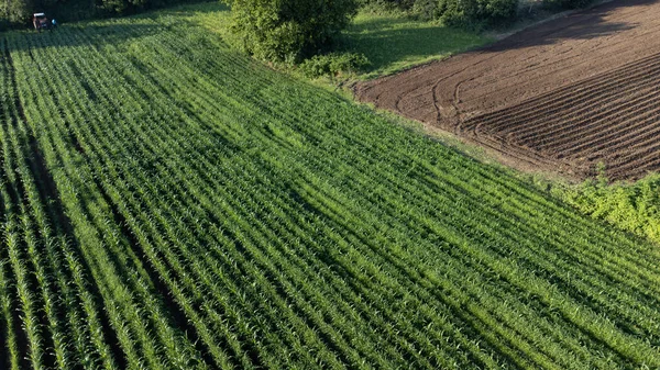 Agricultural Field Aerial View Agricultural Field Grown Products Ready Harvest — Stock Photo, Image