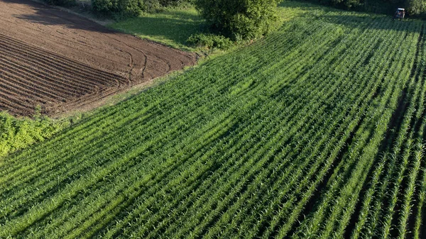 农业野外鸟瞰 农田里有成熟的产品准备收割 在种植前把一排排的土地腾空 包括有选择的重点 无人机视图 — 图库照片