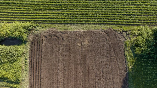 农业野外鸟瞰 农田里有成熟的产品准备收割 在种植前把一排排的土地腾空 包括有选择的重点 无人机视图 — 图库照片