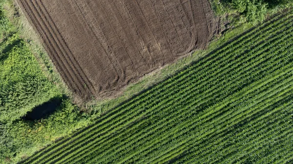 Вид Высоты Птичьего Полета Сельскохозяйственное Поле Выращенной Продукцией Готовой Сбору — стоковое фото