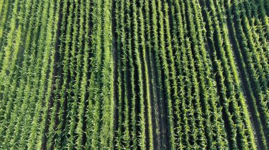Tarımsal alan hava görüntüsü. Sürdürülebilir tarım. Tarlalarda organik ürünler yetiştiriyor. Seçici odaklanma dahil. Drone görünümü