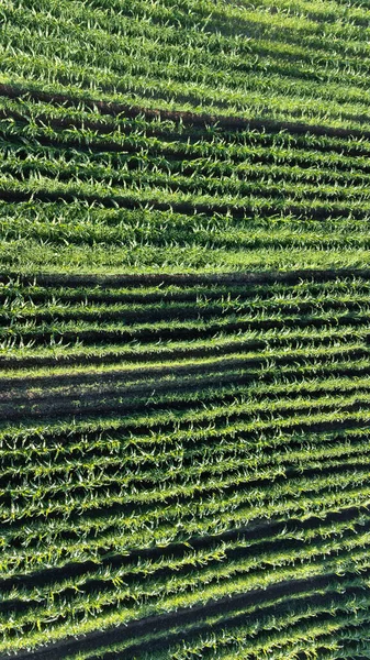 Agricultural Field Aerial View Sustainable Agriculture Cultivating Organic Products Fields — Stock Photo, Image
