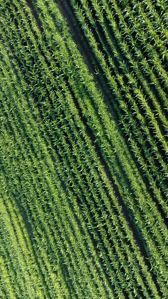 Αεροφωτογραφία Του Γεωργικού Τομέα Βιώσιμη Γεωργία Καλλιέργεια Βιολογικών Προϊόντων Αγρούς — Φωτογραφία Αρχείου
