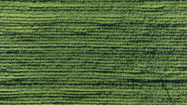 Αεροφωτογραφία Του Γεωργικού Τομέα Βιώσιμη Γεωργία Καλλιέργεια Βιολογικών Προϊόντων Αγρούς — Φωτογραφία Αρχείου
