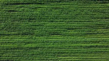 Tarımsal alan hava görüntüsü. Sürdürülebilir tarım. Tarım alanında olgunlaşan organik ürünler. Drone görünümü.