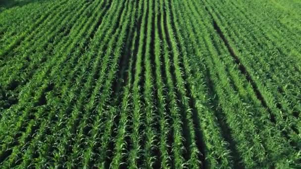 Koncept Udržitelného Zemědělství Pohled Zemědělské Pole Pěstování Ekologických Produktů Zemědělství — Stock video