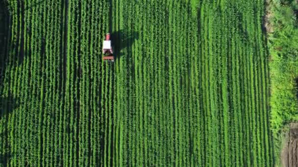 Utsikt Över Jordbruksmarken Hållbar Livsmedelsproduktion Inom Jordbruket — Stockvideo
