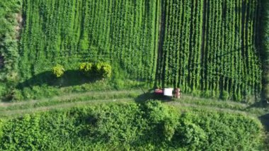 Tarımsal alan hava görüntüsü. Tarımsal alanda traktöre gübre yükleyen çiftçiler. Sürdürülebilir gıda üretimi.