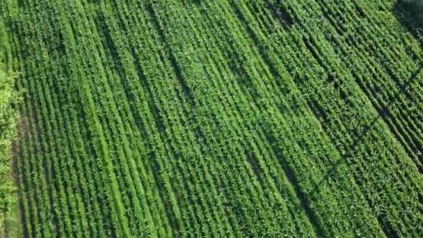 Pohled Zemědělské Pole Traktor Pracuje Terénu Udržitelná Výroba Potravin — Stock video