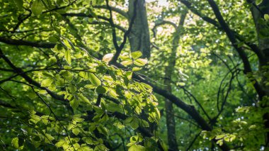 Orman geçmişi. Yemyeşil yapraklar yemyeşil ormanlarda. Karbon net sıfır konsepti. Seçici odak dahil.
