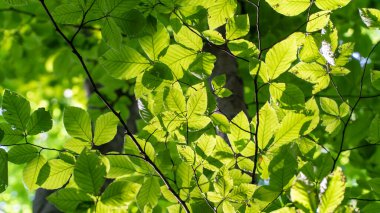 Orman geçmişi. Yemyeşil yapraklar yemyeşil ormanlarda. Karbon net sıfır konsepti. Seçici odak dahil.