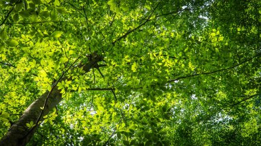 Orman geçmişi. Yemyeşil yapraklar yemyeşil ormanlarda. Karbon net sıfır konsepti. Seçici odak dahil.