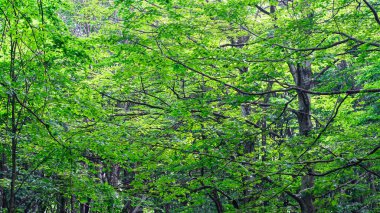 Orman geçmişi. Yemyeşil yapraklar yemyeşil ormanlarda. Karbon net sıfır konsepti. Seçici odak dahil.