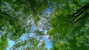 Orman geçmişi. Yemyeşil yapraklar yemyeşil ormanlarda. Karbon net sıfır konsepti. Seçici odak dahil.