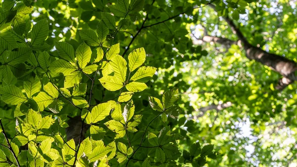 Sfondo Della Foresta Foglie Verdi Illuminate Dal Sole Una Foresta — Foto Stock