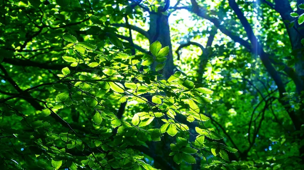 Forest Background Sunlit Green Leaves Lush Forest Carbon Net Zero — Stock Photo, Image