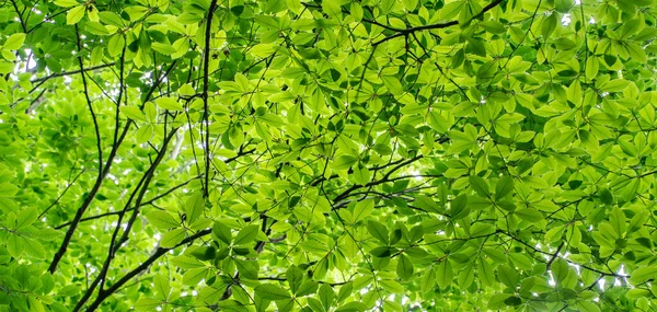 Fondo Forestal Hojas Verdes Iluminadas Por Sol Exuberante Bosque Concepto —  Fotos de Stock
