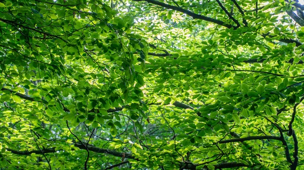 Fondo Forestal Hojas Verdes Iluminadas Por Sol Exuberante Bosque Concepto —  Fotos de Stock