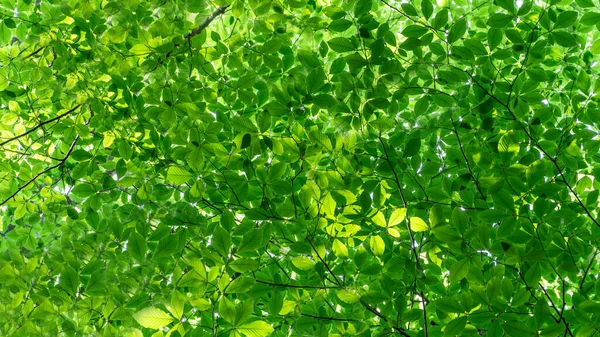 Fundo Florestal Folhas Verdes Iluminadas Pelo Sol Floresta Exuberante Carbono — Fotografia de Stock