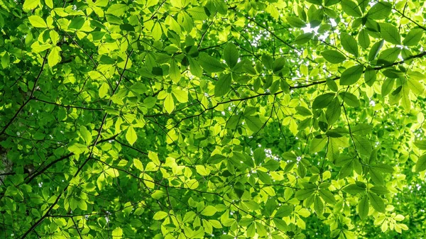 Bosachtergrond Zonlicht Groene Bladeren Weelderig Bos Koolstofnet Nul Concept Selectieve — Stockfoto