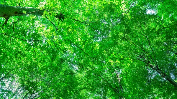 Fond Forestier Feuilles Vertes Ensoleillées Dans Une Forêt Luxuriante Concept — Photo