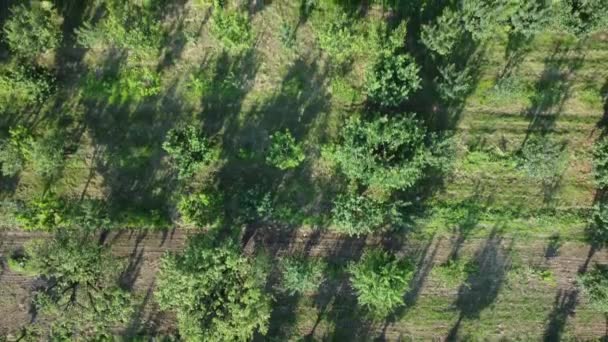 Сезон Сбора Урожая Сельском Хозяйстве Вид Воздуха Сельскохозяйственное Поле Беспилотник — стоковое видео