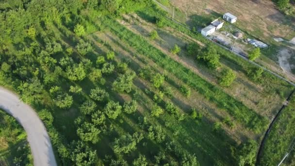 Szüretelési Időszak Mezőgazdaságban Mezőgazdasági Terület Légi Rálátása Drónlövés — Stock videók