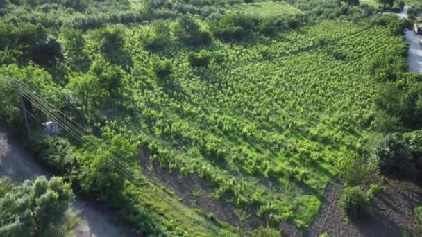 Sezon Zbiorów Rolnictwie Widok Lotu Ptaka Pole Rolne Strzał Drona — Wideo stockowe