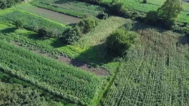 コーンフィールドの空想 農業分野の空想について 持続可能な有機農業 グリーンコーンフィールド 世界的な食糧危機の概念 — ストック動画