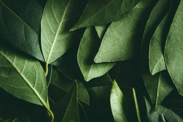 stock image Close up of leaves. Daphne leaves background high angle view. Selective focus included.