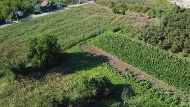 Cornfield Luftfoto Landbrugsmarkens Luftspejling Bæredygtigt Økologisk Landbrug Grøn Majsmark Global – Stock-video